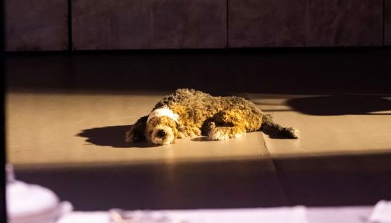 Спектакль «Собачье сердце»