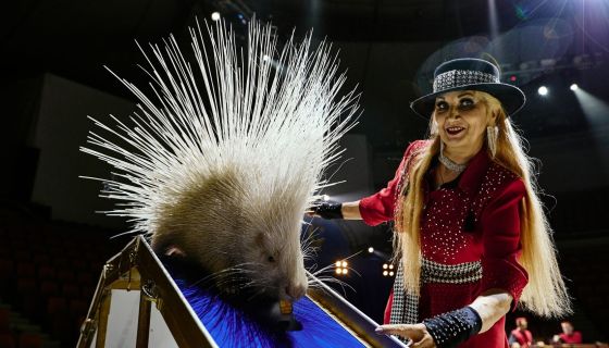 Цирк Филатовых. Шоу «Нашествие медведей»