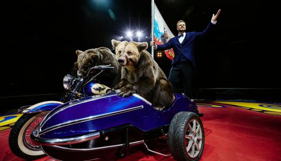 Цирк Филатовых. Шоу «Нашествие медведей»