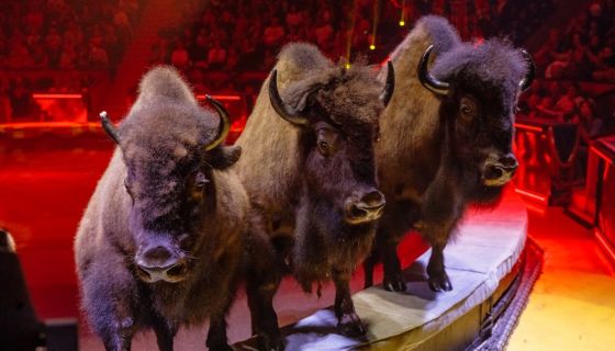 Цирк Гии Эрадзе «Пять континентов»